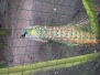 Varkensmuseum Eersel