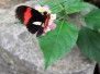 Vlindertuin Gemert